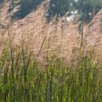 Grazing native grasses could benefit your cattle and wildlife indiangrass