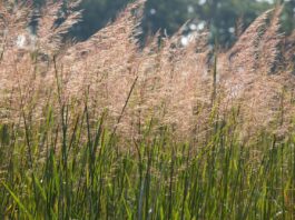 How to avoid tick bites when you can’t avoid the outdoors indiangrass