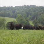 beef cattle in a field