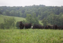 Prevent heat stress in beef cattle beef cattle in a field