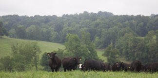 Prevent heat stress in beef cattle beef cattle in a field