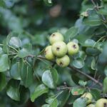 How to find and forage for wild Ohio pears wild pear
