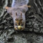 How to enhance wildlife habitat on your property squirrel