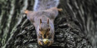 How to enhance wildlife habitat on your property squirrel