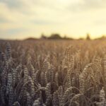 Holiday traders yield small price changes wheat field