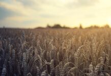 Holiday traders yield small price changes wheat field