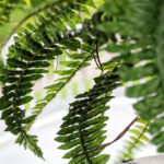 Planting a new obsession Kym Seabolt fern