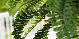 Planting a new obsession Kym Seabolt fern