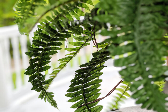 Kym Seabolt fern Kym Seabolt fern