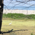 Exploring Maumee Bay State Park wetlands great egret