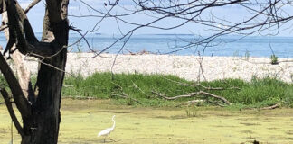 Exploring Maumee Bay State Park wetlands great egret