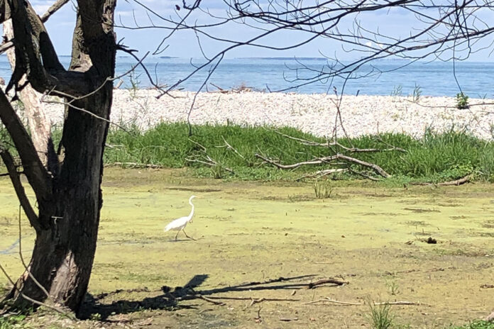 great egret