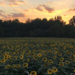 Flowers can be both beautiful and beneficial sunflowers
