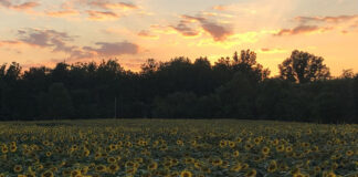 Flowers can be both beautiful and beneficial sunflowers