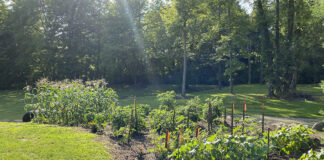 How to amend your garden soil for next season garden