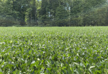 Nominations sought for Tom Oswald Legacy Award soybeans