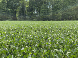 Soy scholarship available to high school seniors soybeans