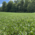 It was an ugly Monday on the Chicago Board of Trade soybeans