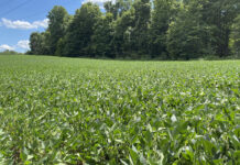 Grain market currently is anything but steady soybeans