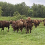 A herd of bison walking.