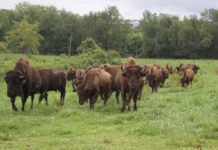 2024 Throlson American Bison Foundation Scholarship open A herd of bison walking.
