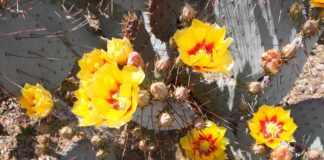 prickly pear