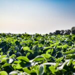 Crop conditions, Ukraine news dominate trading soybean field