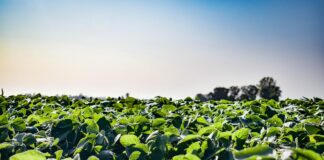 Crop conditions, Ukraine news dominate trading soybean field