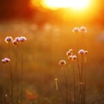 Celebrating a decade of ‘Little Pasture on the Prairie’ prairie flowers