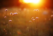 Spring brings excitement of new life to the Northern Plains prairie flowers