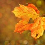 Our need for routines and patterns is just natural heart on a fall leaf
