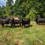 W.Va. ground beef program ready to hit the market