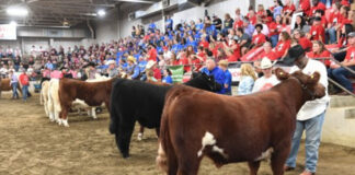 Thousands raised for Ronald McDonald House at steer show Dean's Charity Steer Show