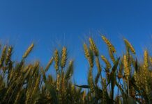 Crops not contaminated by East Palestine train derailment: state wheat