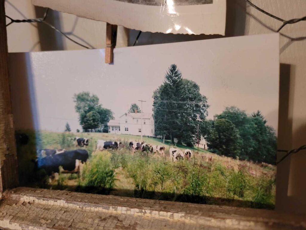 A photo of cows in the foreground in a pasture. In the background is a big white farmhouse. It old photo is pinned to a decorative display.