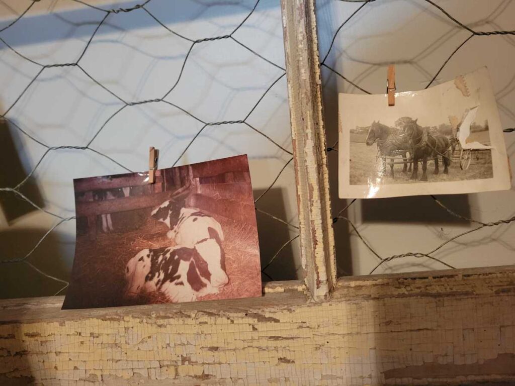 A photo of two cows is pinned to a decorative display. Above it to the right is a black and white photo of two horses hitched to a wagon.