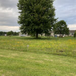 Help improve pollinator habitats in Mahoning County, Ohio pollinator lawn