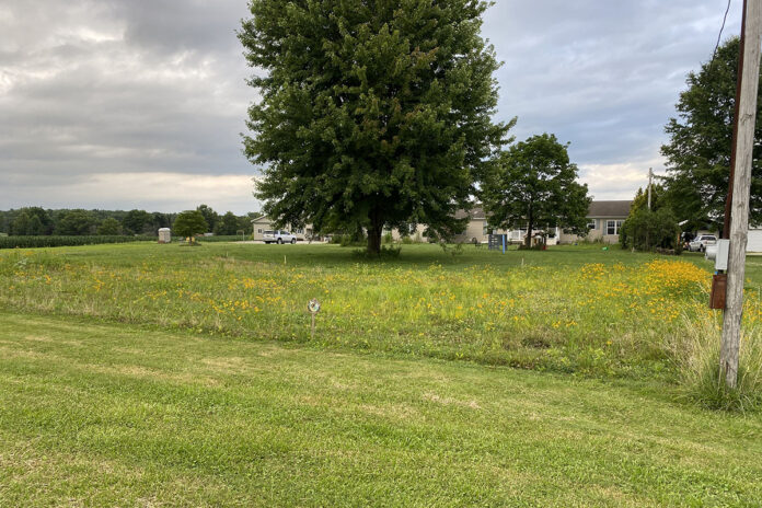 pollinator lawn pollinator lawn