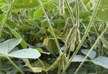 United Soybean Board accepting nominations for award soybeans