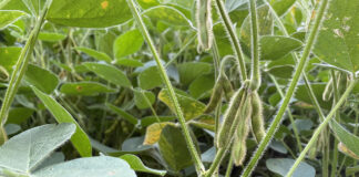 Federal court bans use of three dicamba weedkillers soybeans