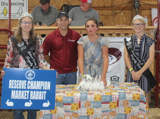 Reserve Champion Rabbits