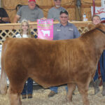 Reserve Champion Steer