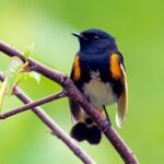 How to help birds during fall migration American redstart warbler