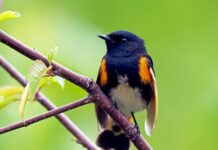 Challenge yourself to 24-hour bird quest American redstart warbler
