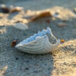 Make the time for joyful escapes sea shell