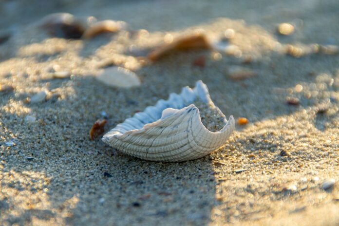 sea shell sea shell
