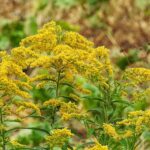 Seasons change but nature’s beauty is constant goldenrod