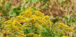 goldenrod