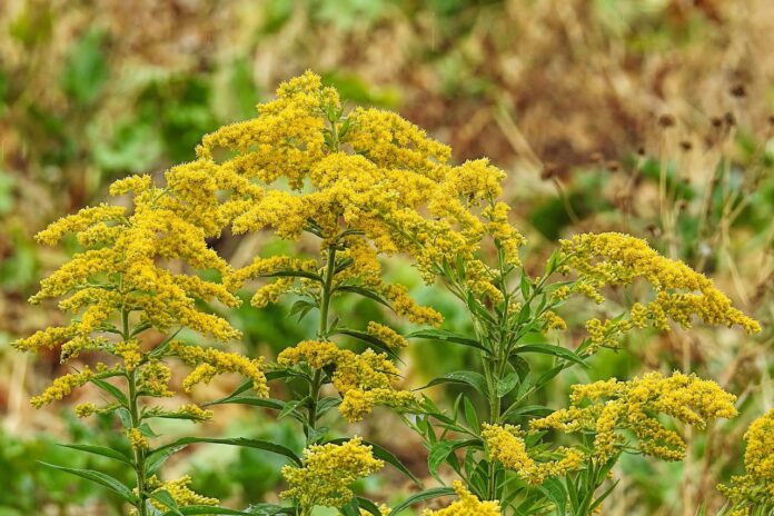 goldenrod goldenrod