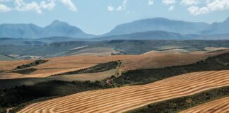 Given what we don’t know, why do we act like we do know? wheat fields in South Africa